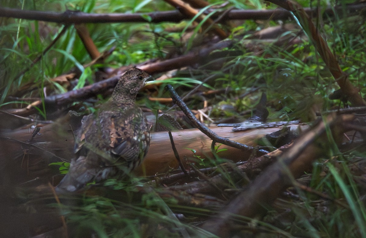 Hazel Grouse - ML640692695