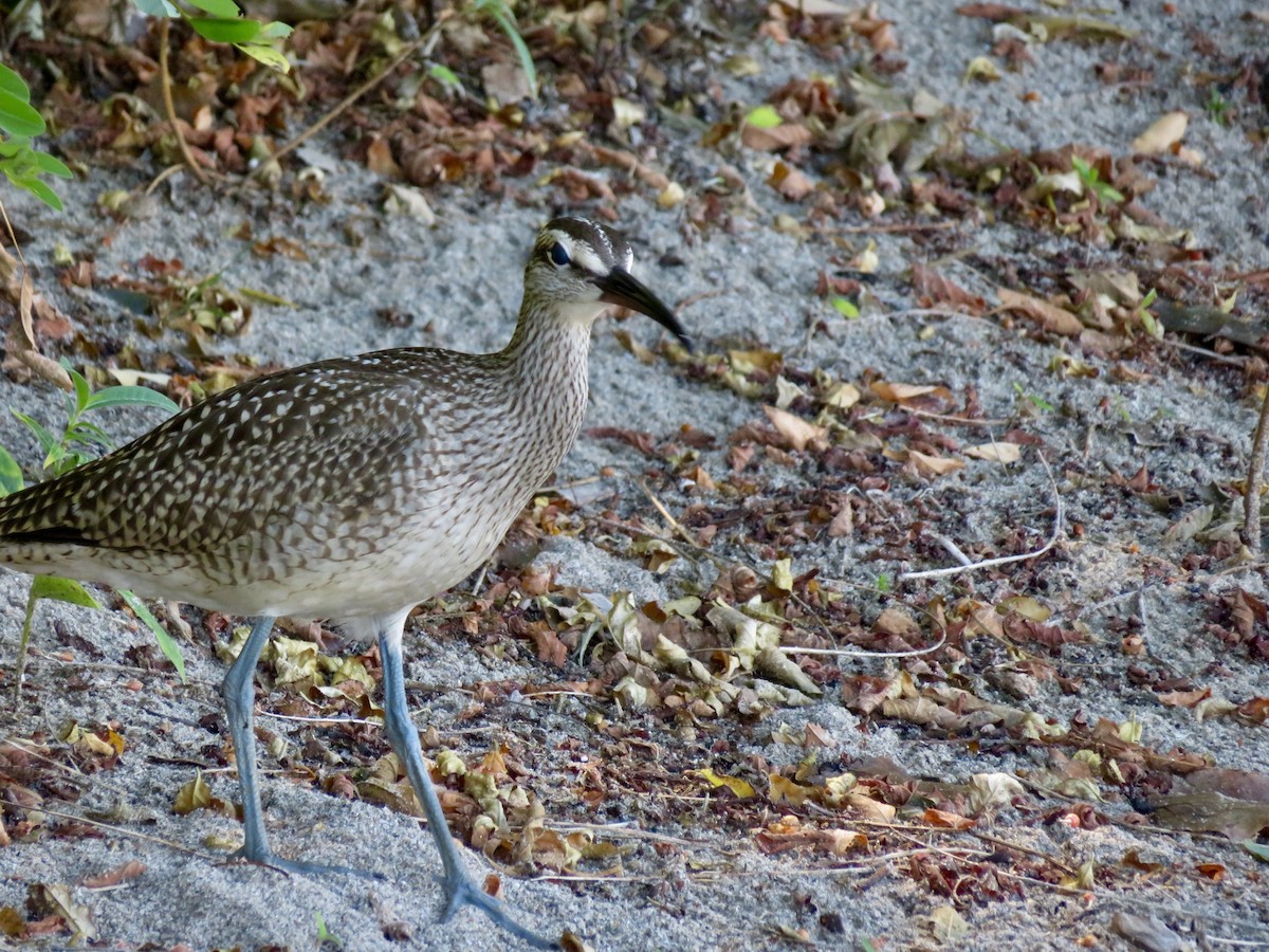 Whimbrel - ML640692751