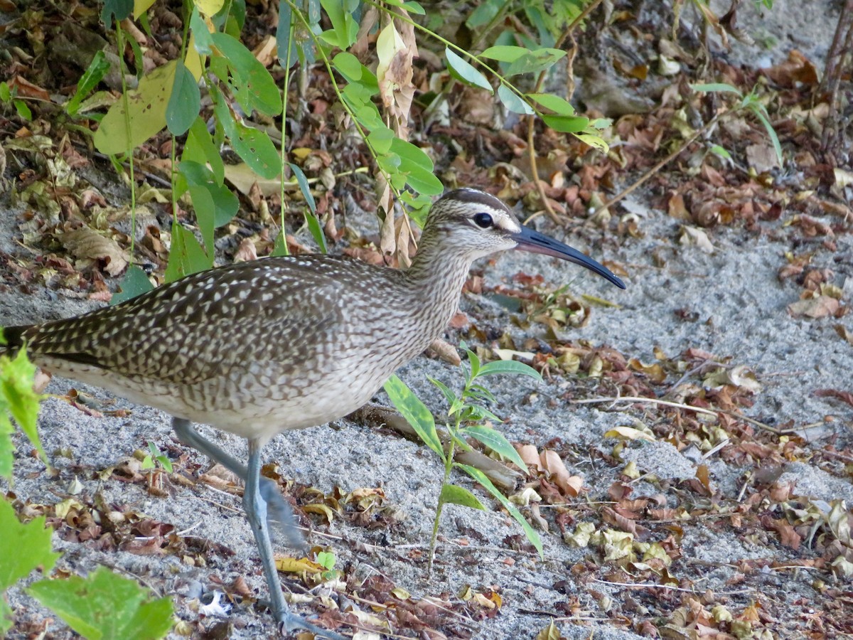 Whimbrel - ML640692752