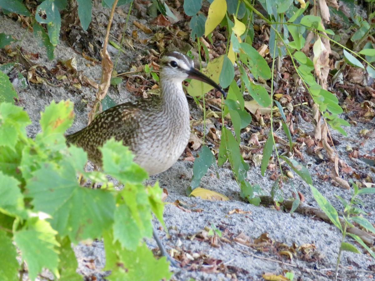 Whimbrel - ML640692753