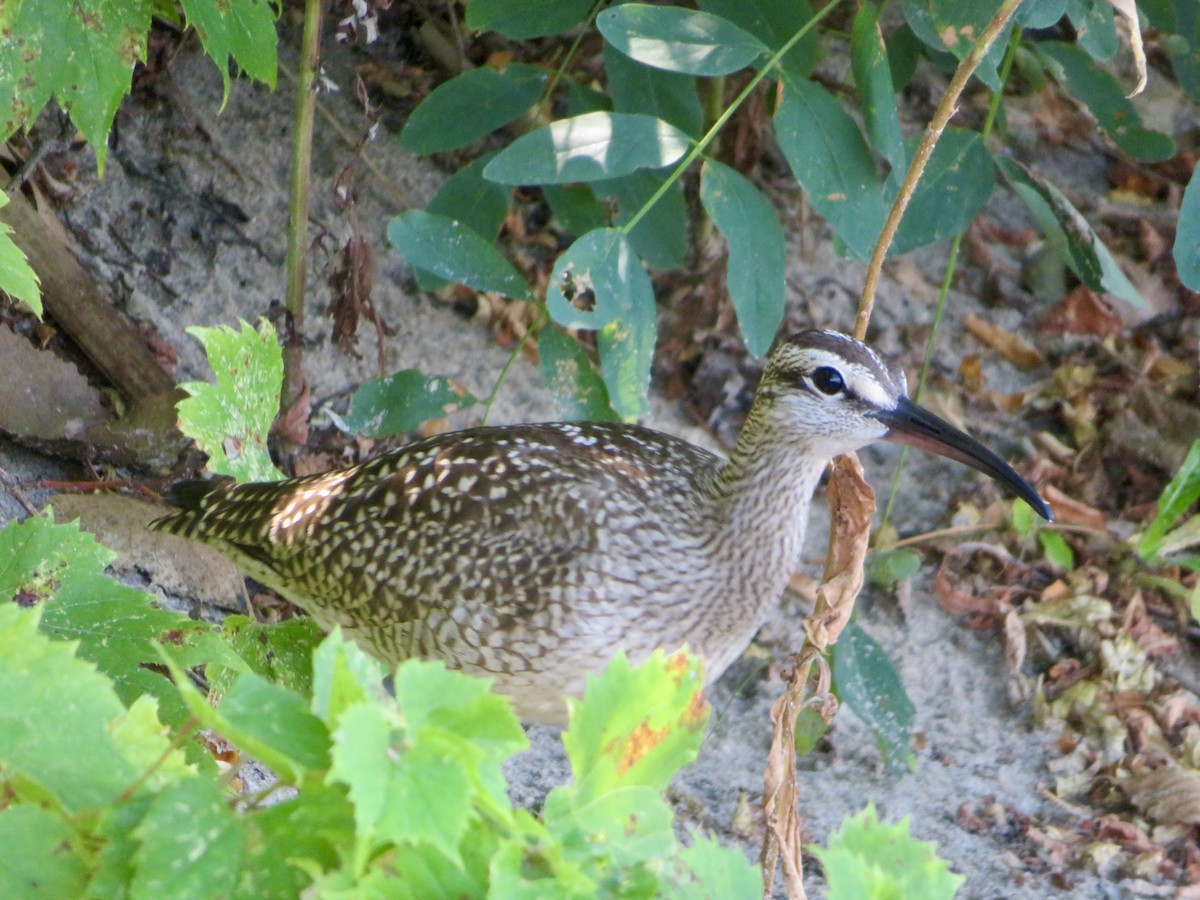 Whimbrel - ML640692754
