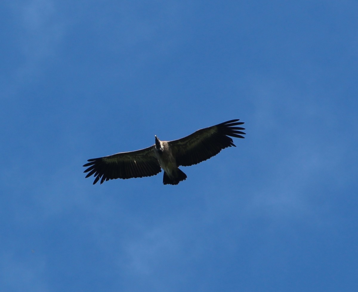 White-rumped Vulture - ML640692818