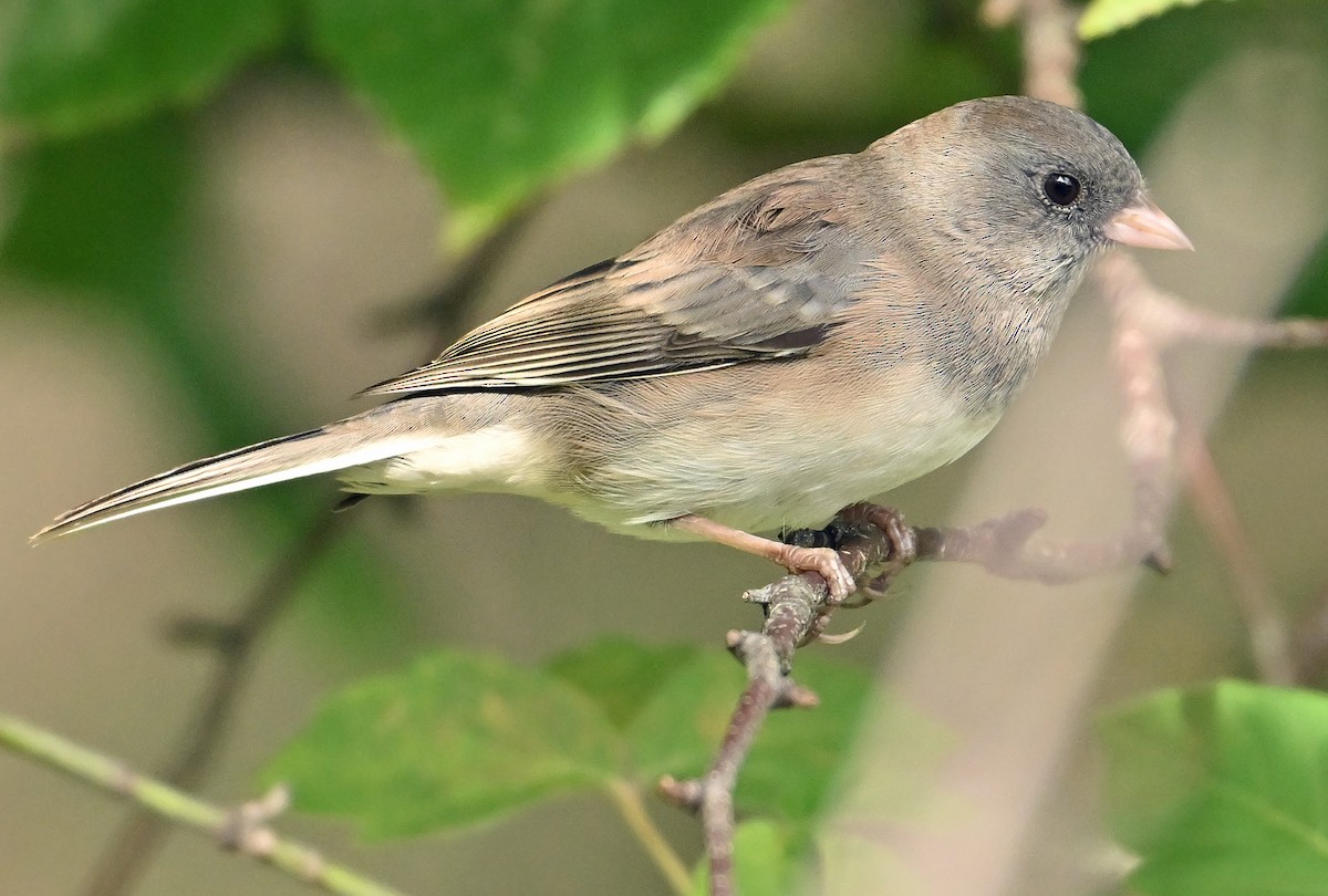 vinterjunko (cismontanus) - ML640692854