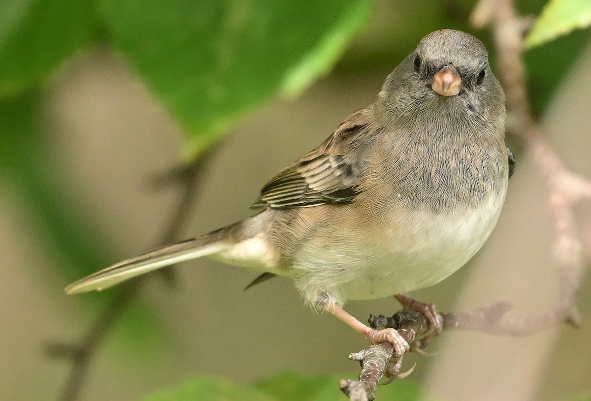 vinterjunko (cismontanus) - ML640692855