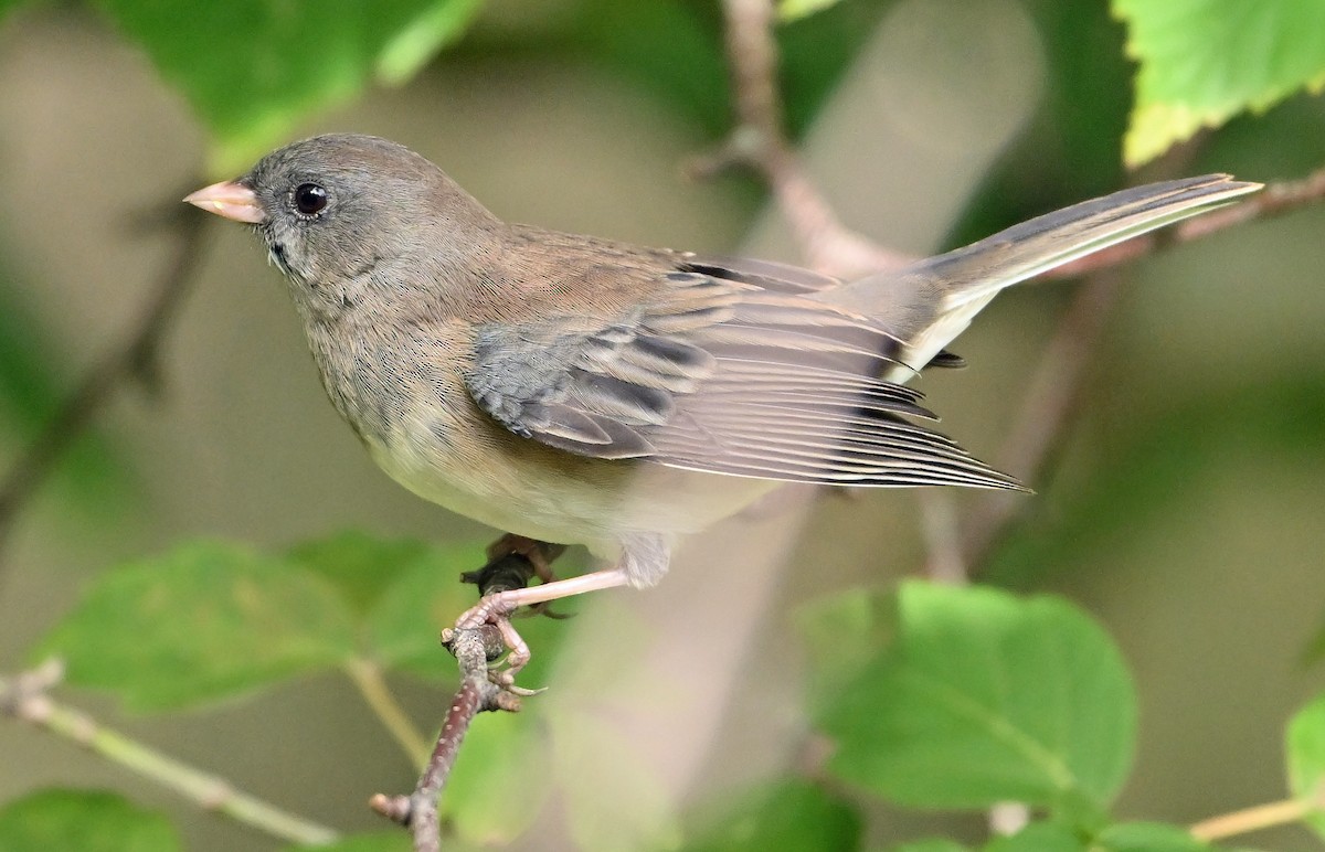 vinterjunko (cismontanus) - ML640692857