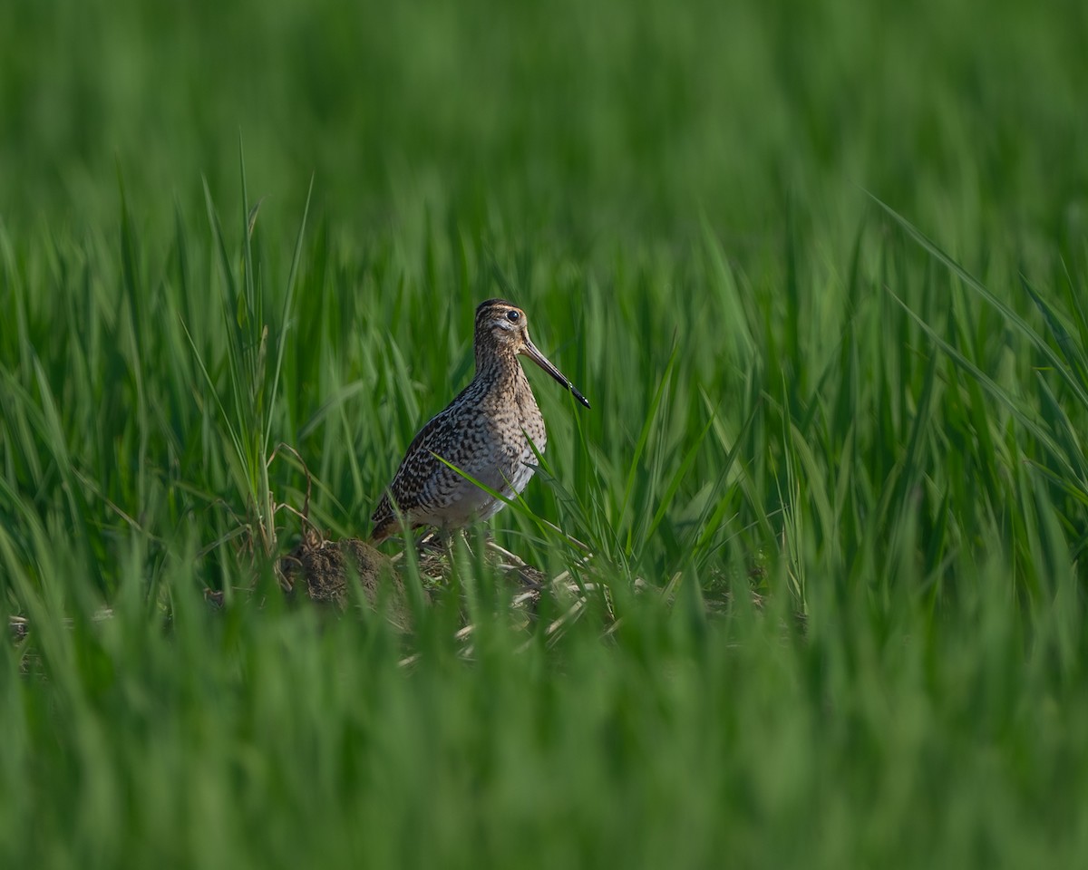 Pin-tailed Snipe - ML640692952