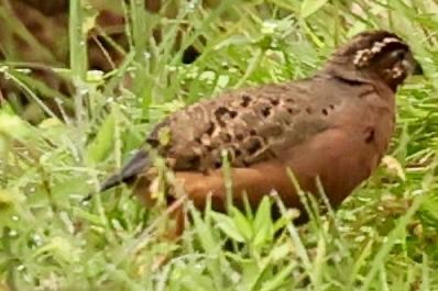 Jungle Bush-Quail - ML640692953