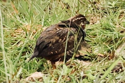 Jungle Bush-Quail - ML640692954