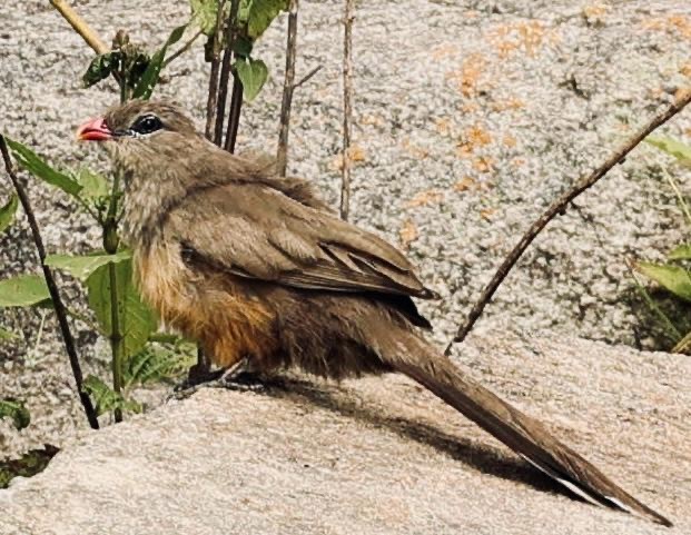 Sirkeer Malkoha - ML640692958