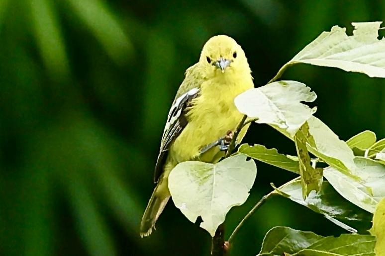 Common Iora - ML640693001