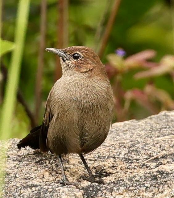 Indian Robin - ML640693022