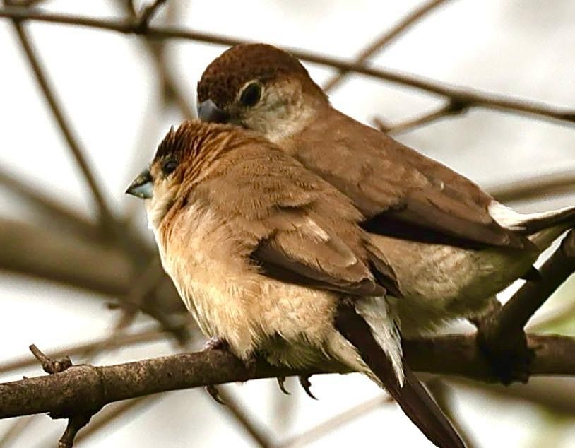 Indian Silverbill - ML640693065