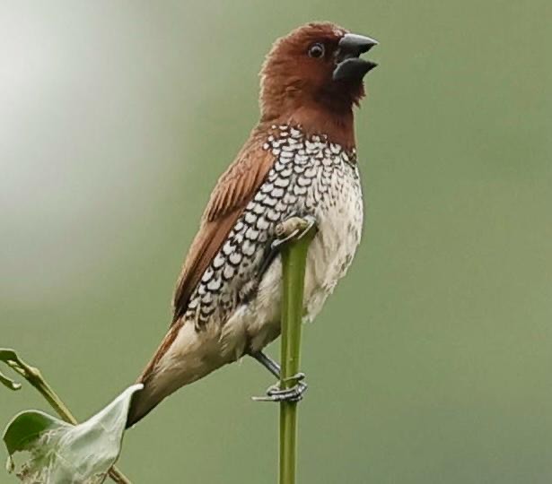 Scaly-breasted Munia - ML640693070
