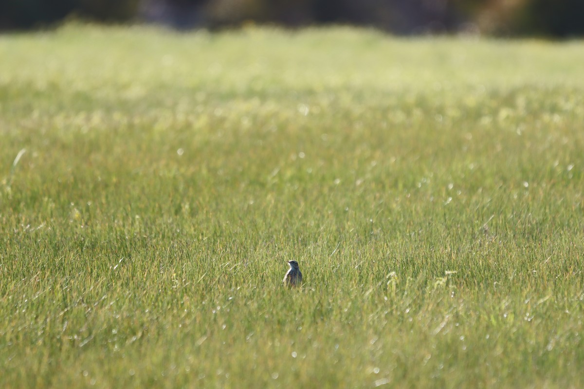 Australian Pipit - ML640693071