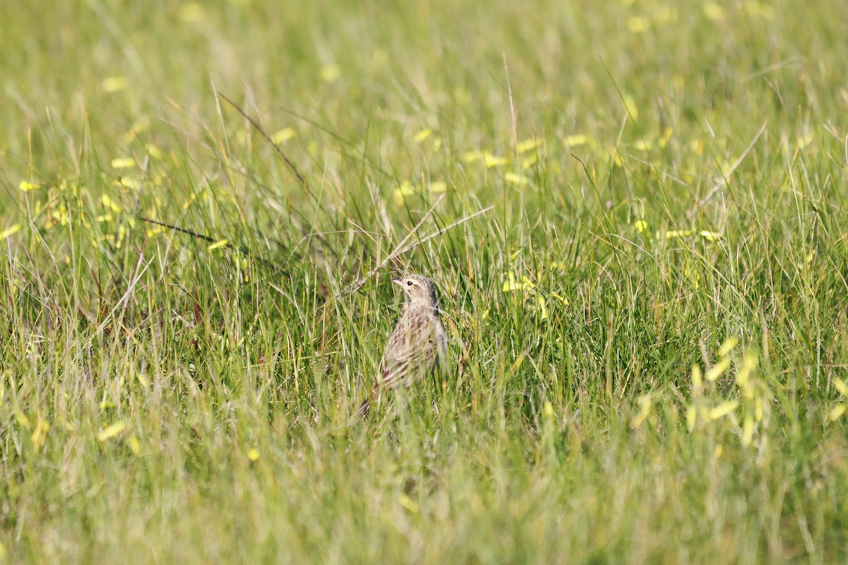 Australian Pipit - ML640693072