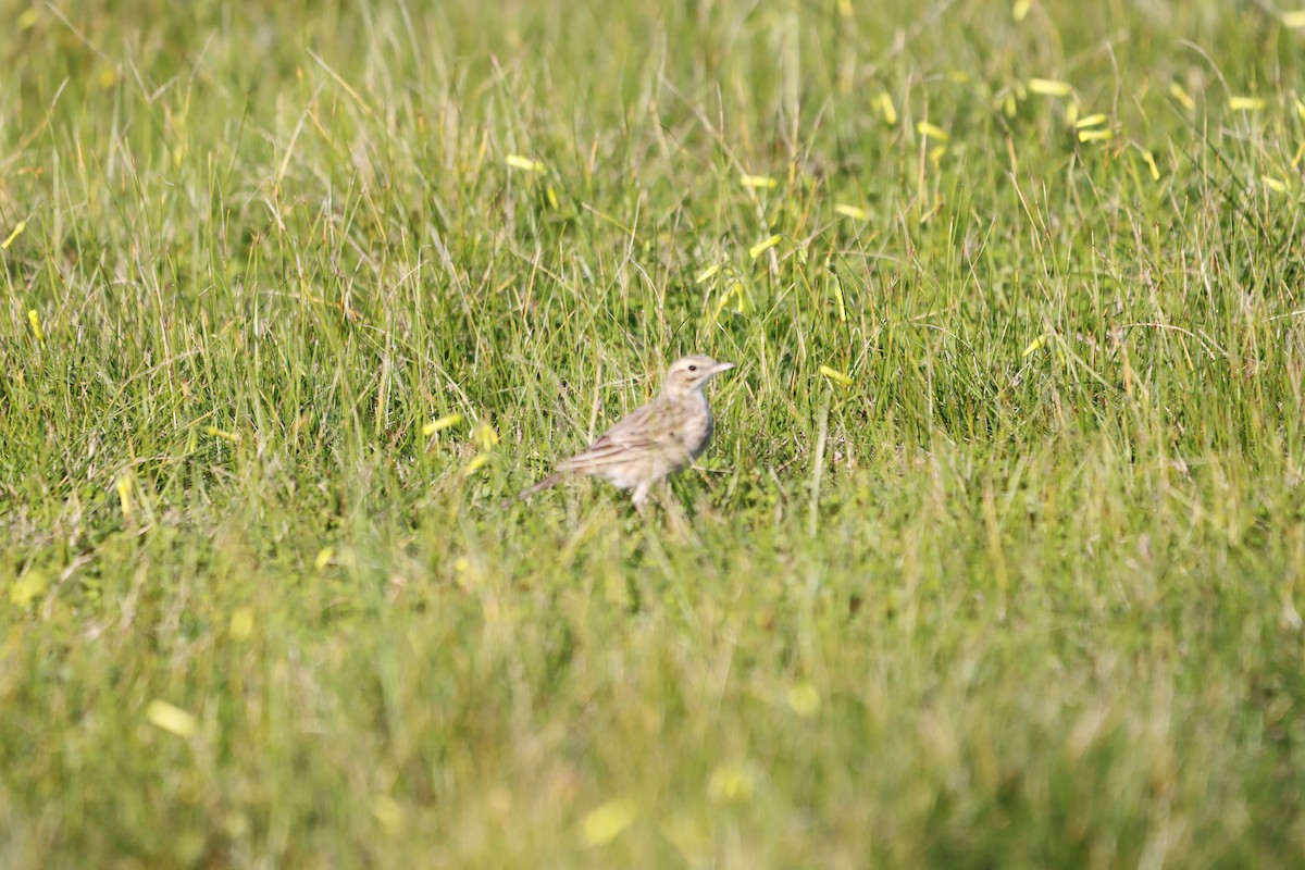 Australian Pipit - ML640693073