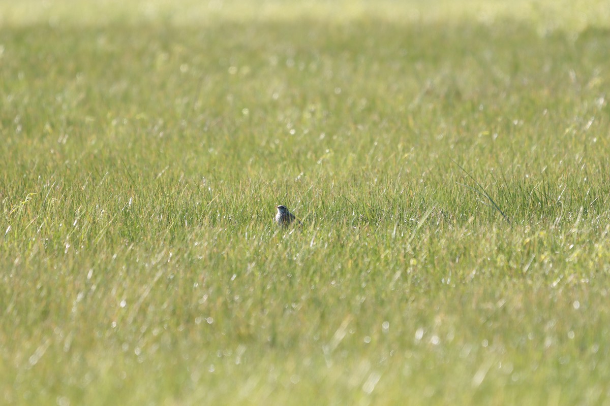 Australian Pipit - ML640693074