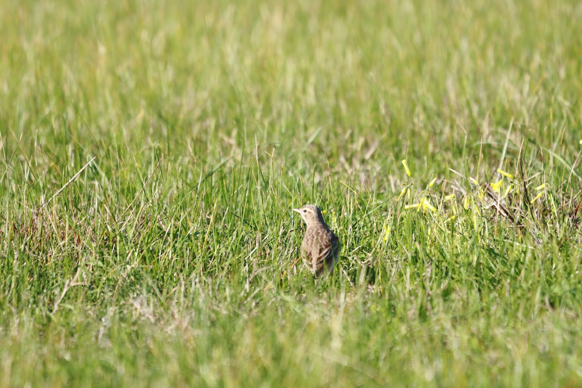 Australian Pipit - ML640693075