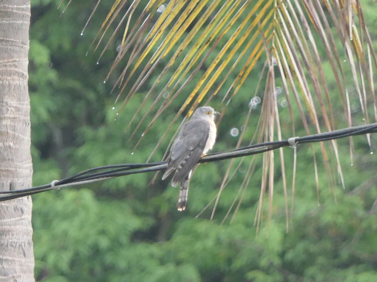 Common Hawk-Cuckoo - ML640693090