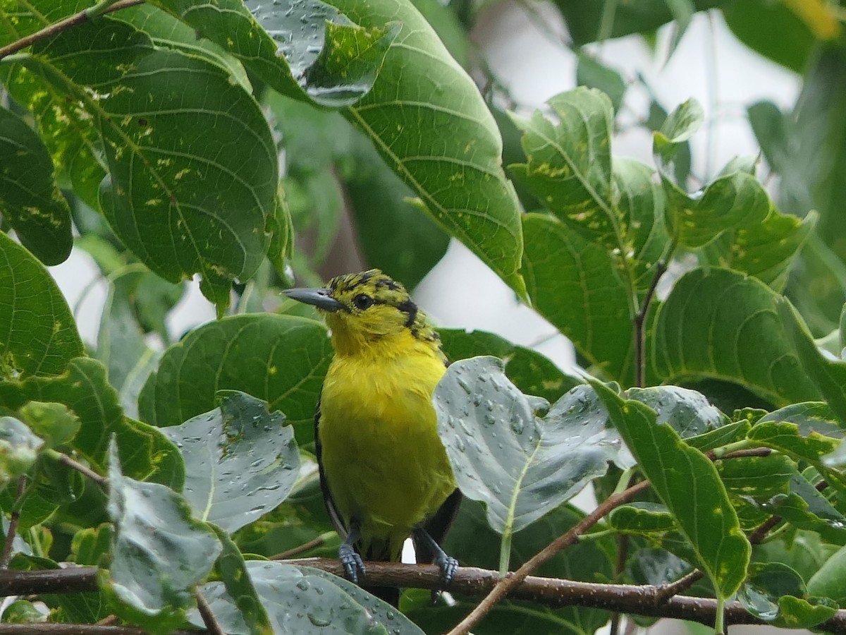 Common Iora - ML640693094