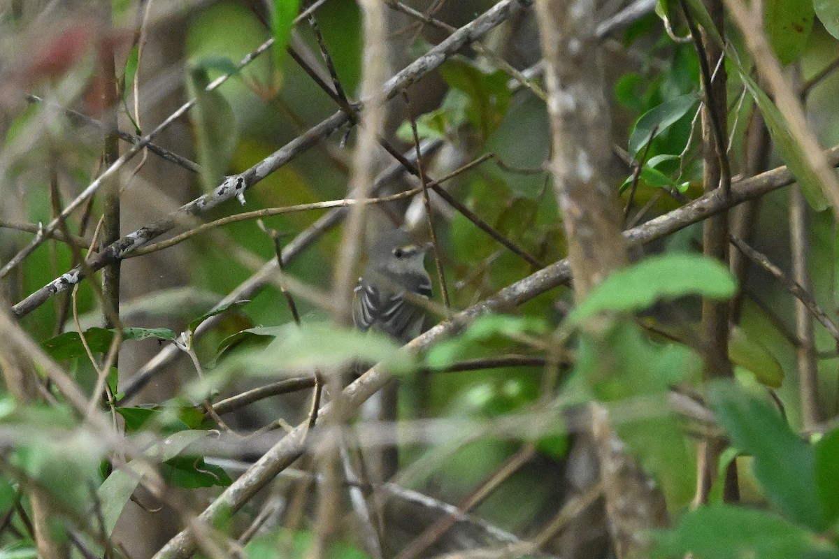 Mangrove Vireo - ML640693107