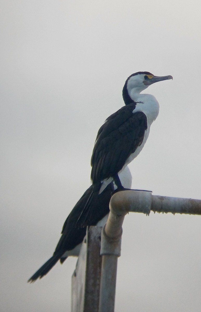 Pied Cormorant - ML640693122