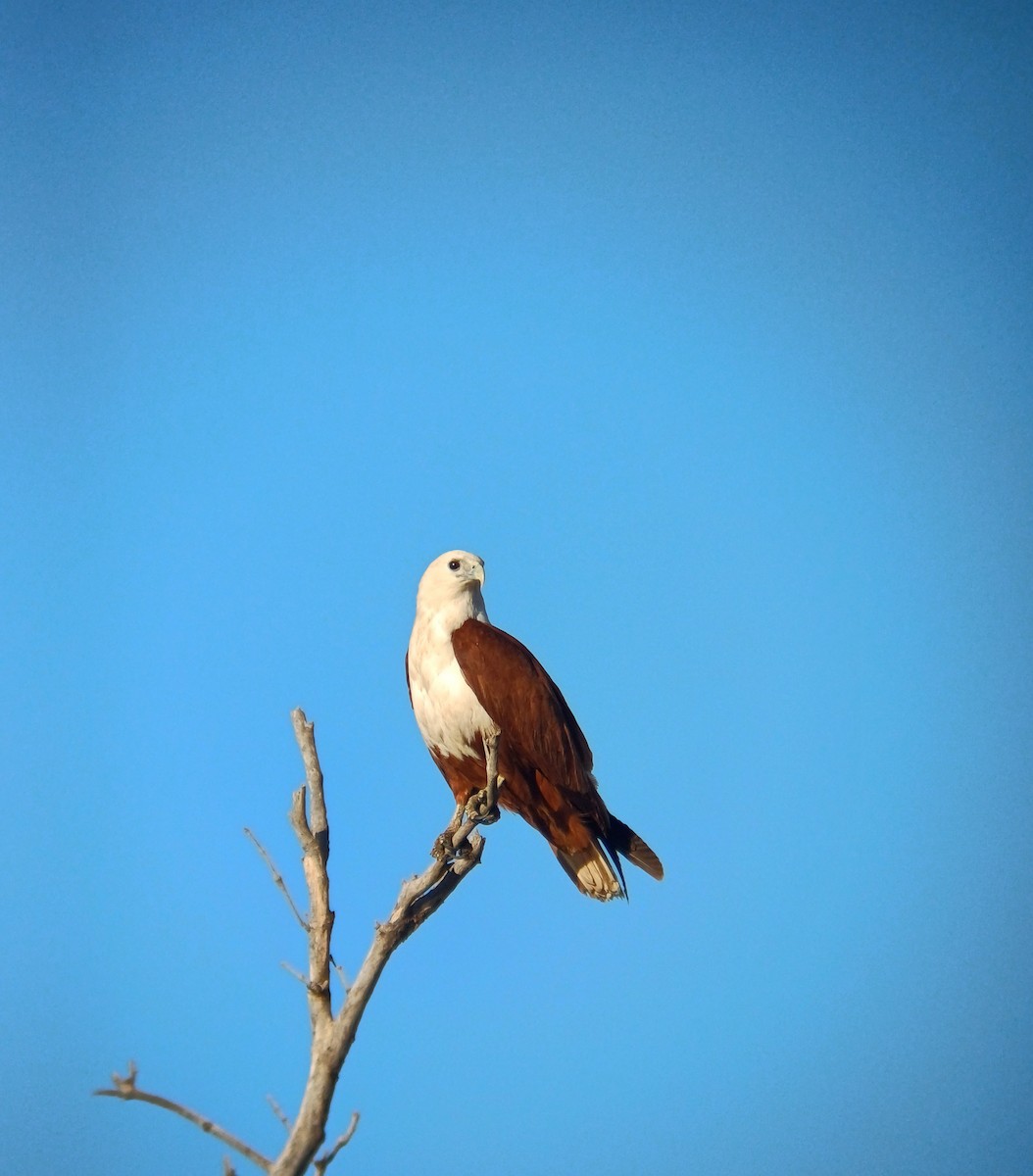 Brahminy Kite - ML640693150