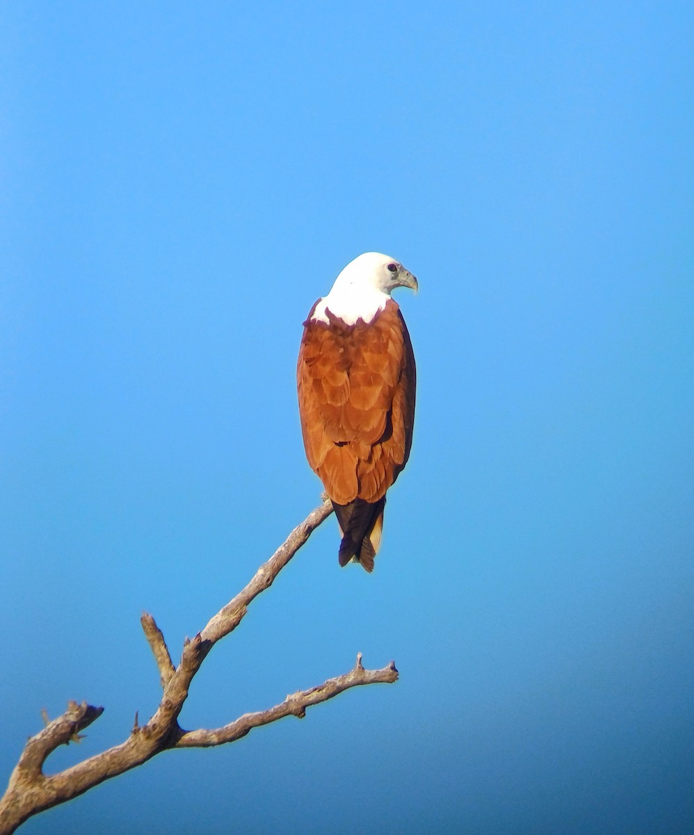 Brahminy Kite - ML640693151