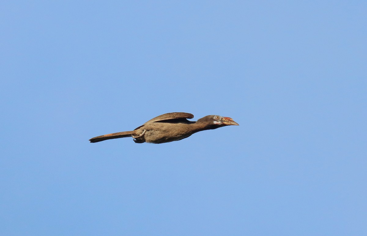Luzon Hornbill - ML640693220