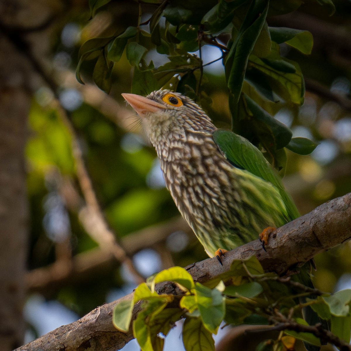 Lineated Barbet - ML640693230