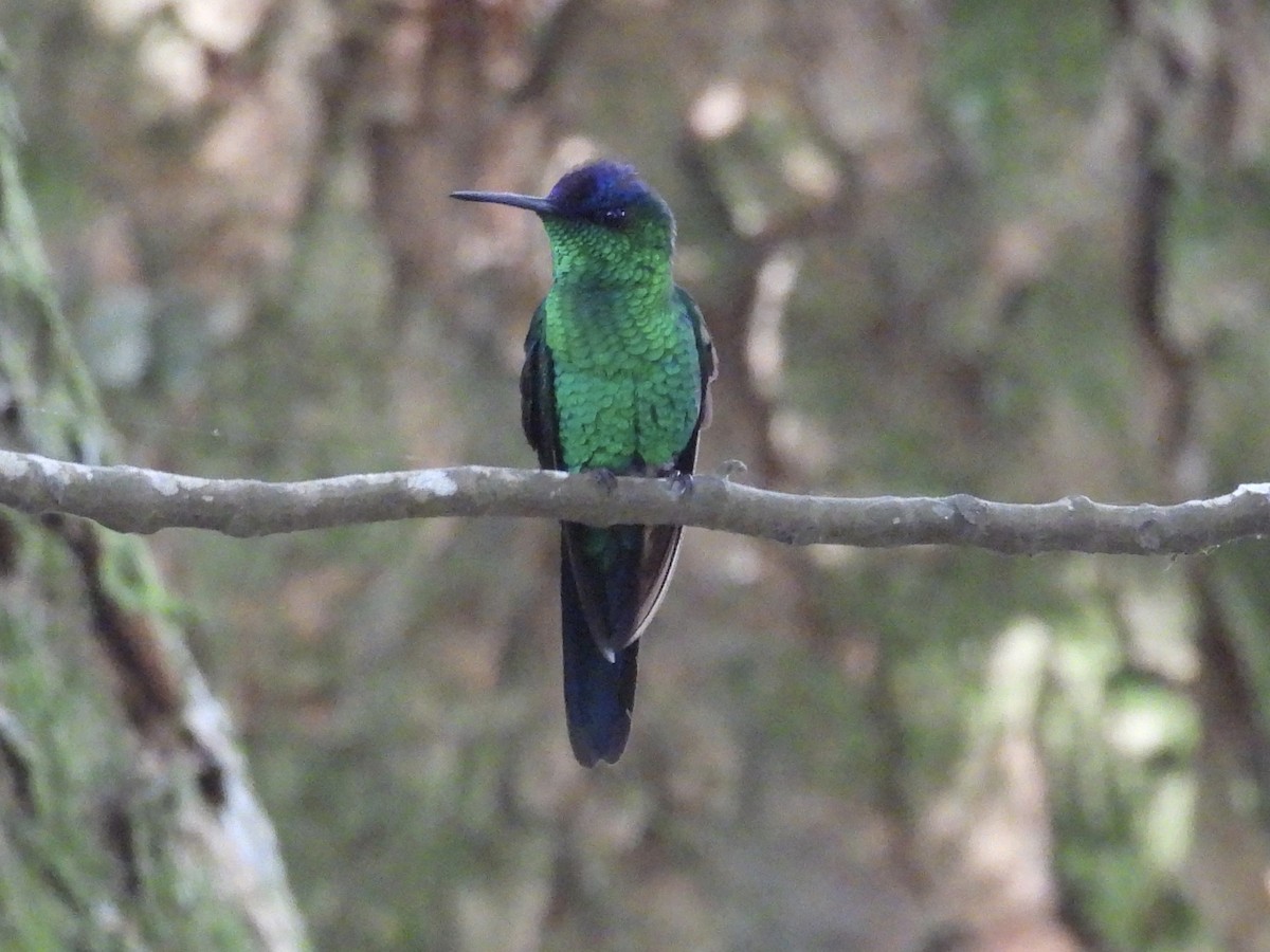 Violet-capped Woodnymph - ML640693237