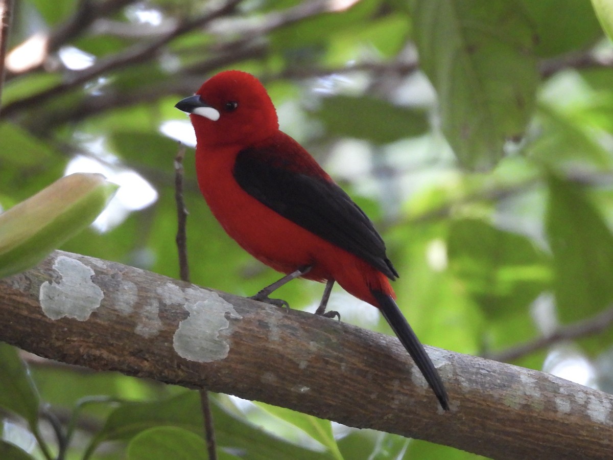 Brazilian Tanager - ML640693240