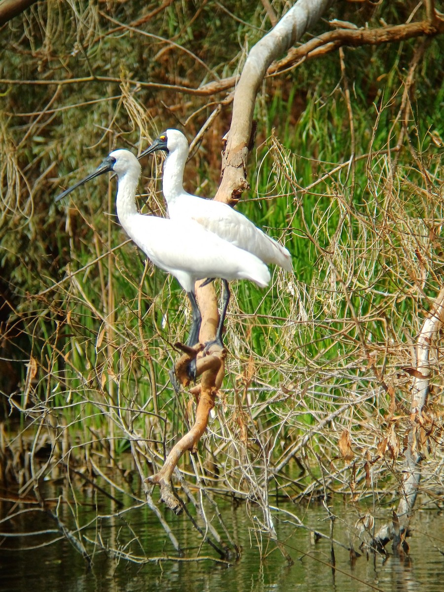 Royal Spoonbill - ML640693241