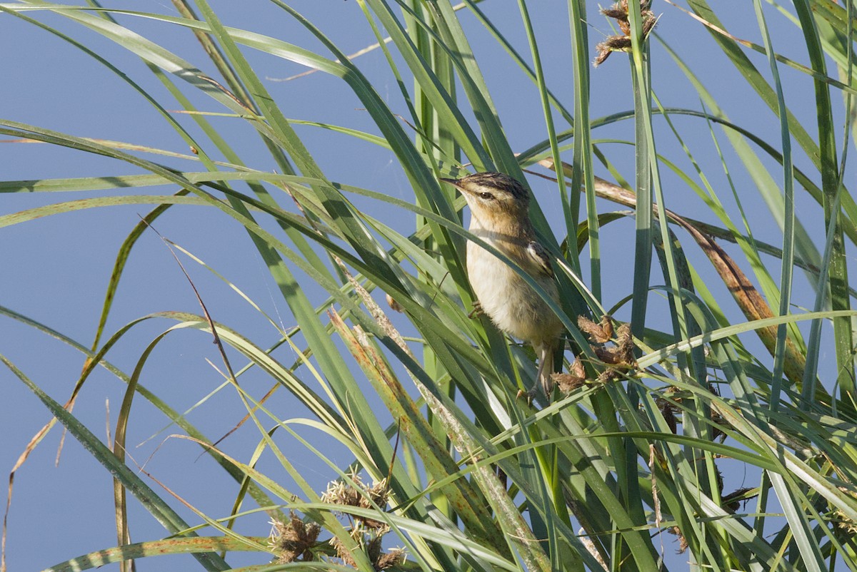 Sedge Warbler - ML640693257