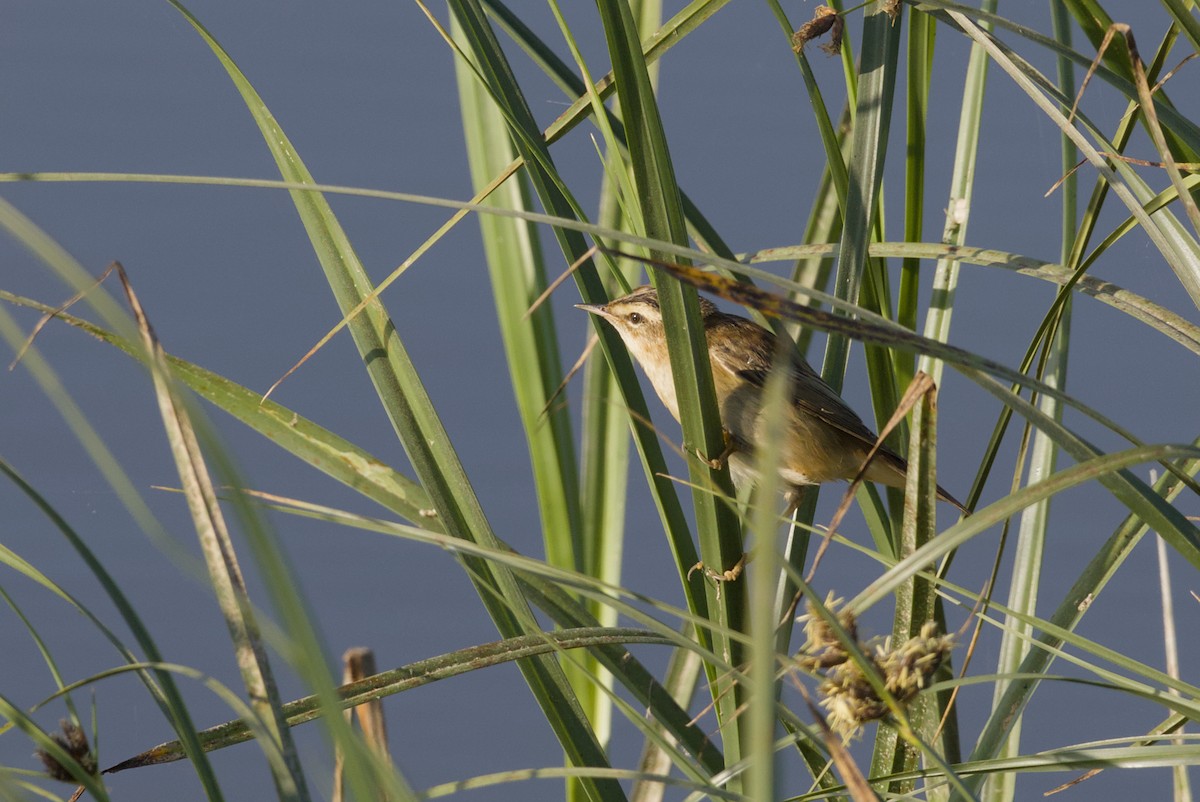 Sedge Warbler - ML640693258