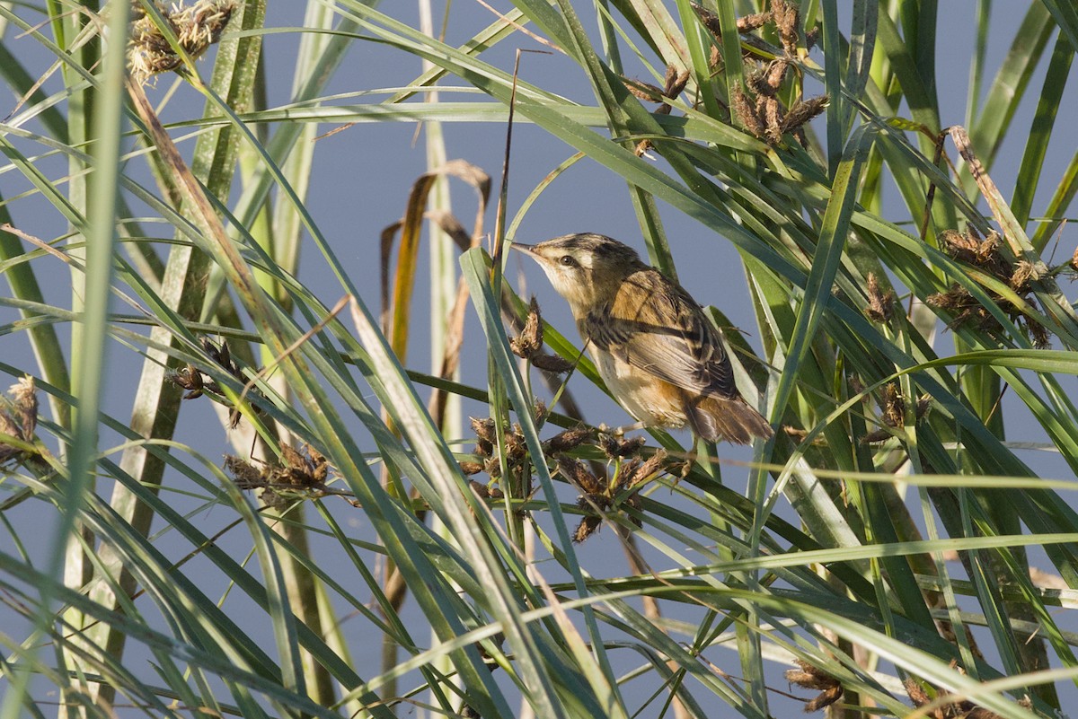 Sedge Warbler - ML640693259