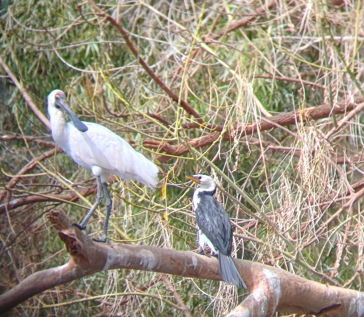 Little Pied Cormorant - ML640693267