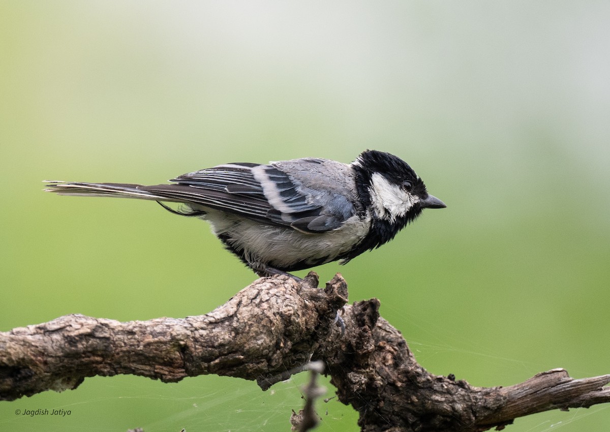 Asian Tit (Cinereous) - ML640693304