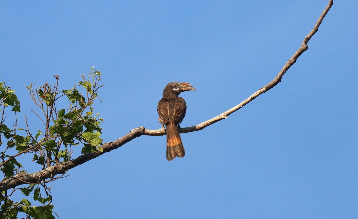 Luzon Hornbill - ML640693310