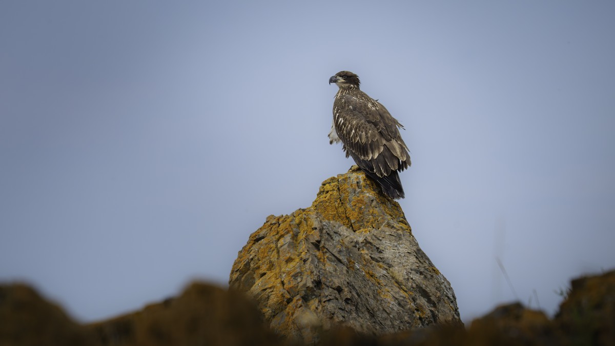 Bald Eagle - ML640693356