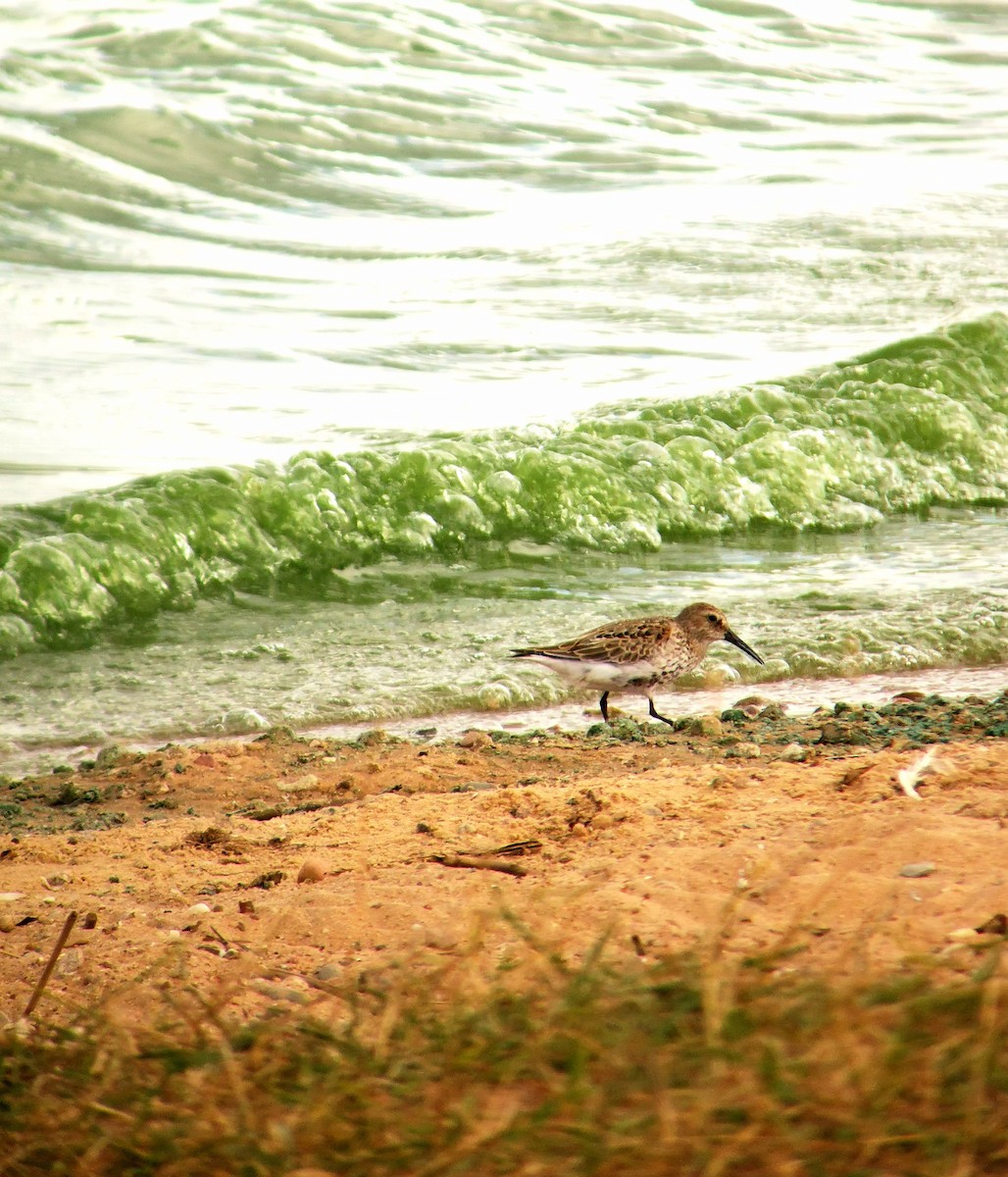 Dunlin - ML640693494