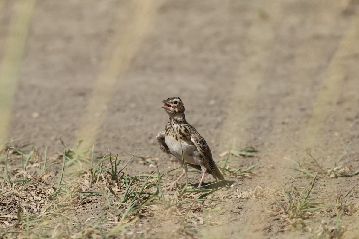 Calandra Lark - ML640693536