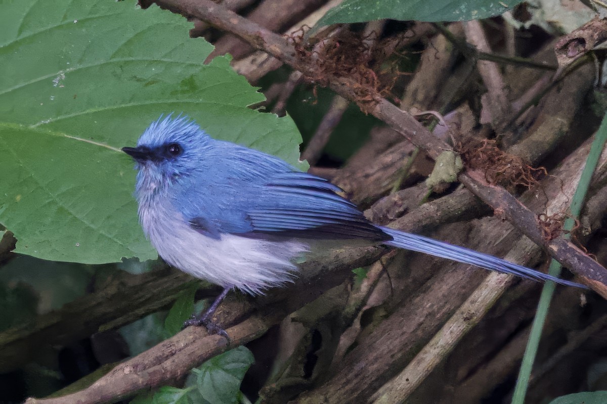 African Blue Flycatcher - ML640693583