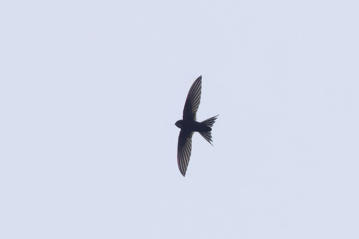African Swift - ML640693591