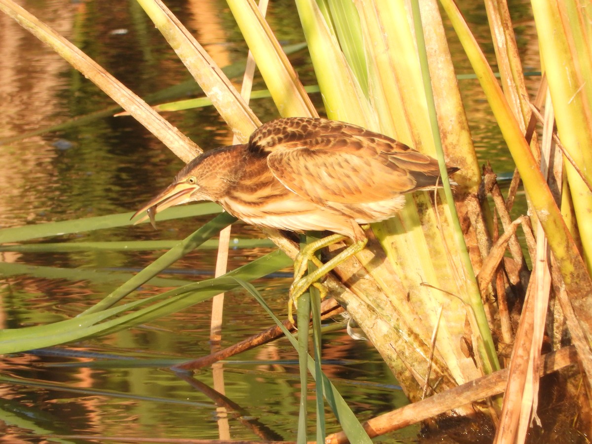 Blongios nain - ML640693599