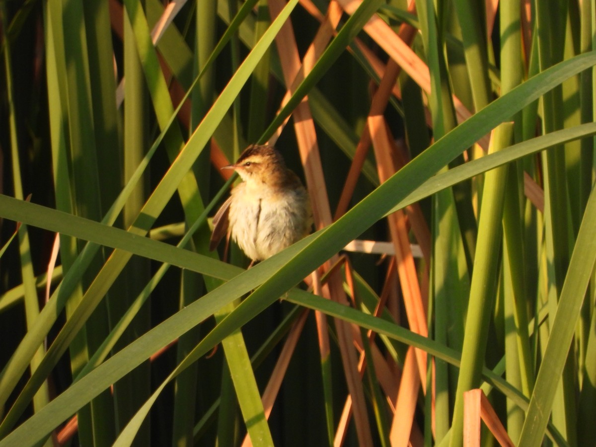 Phragmite des joncs - ML640693603