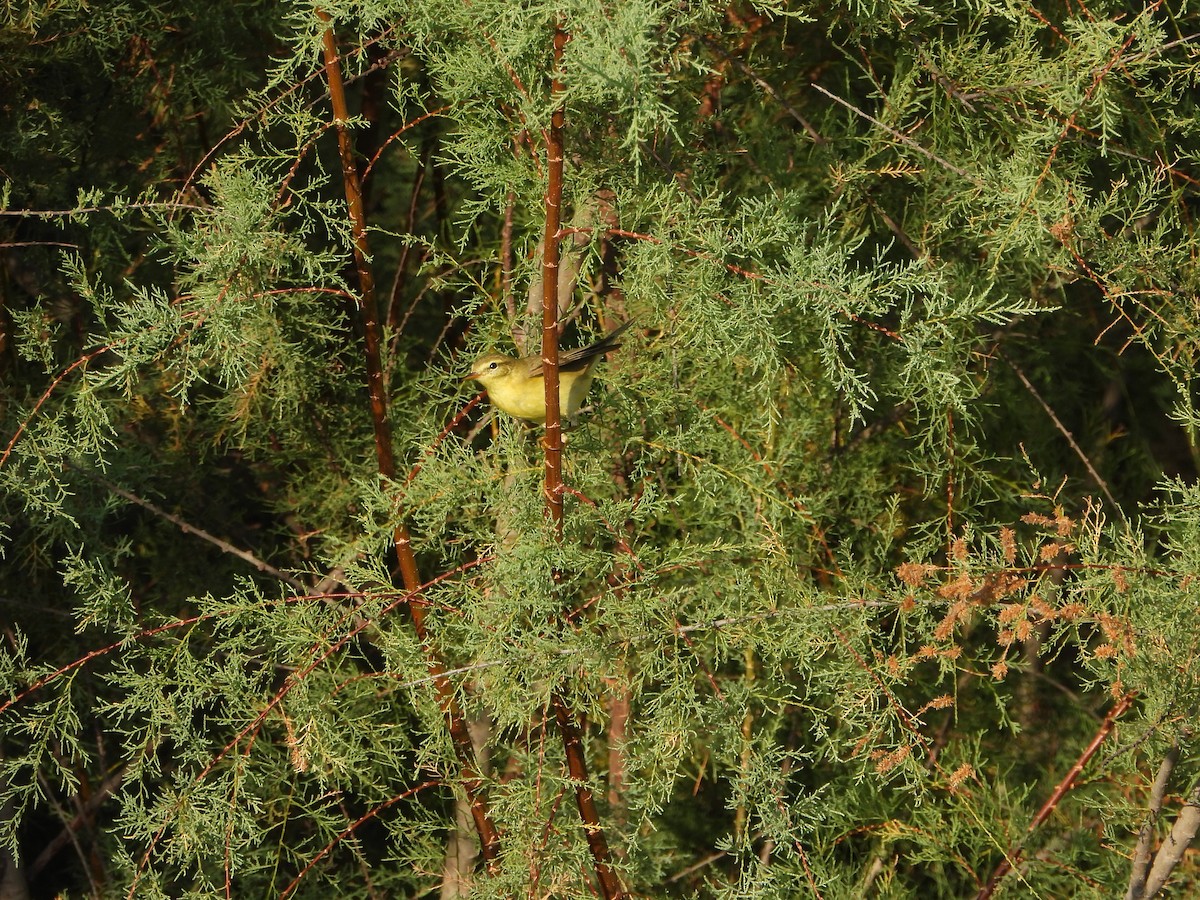 Pouillot fitis - ML640693611