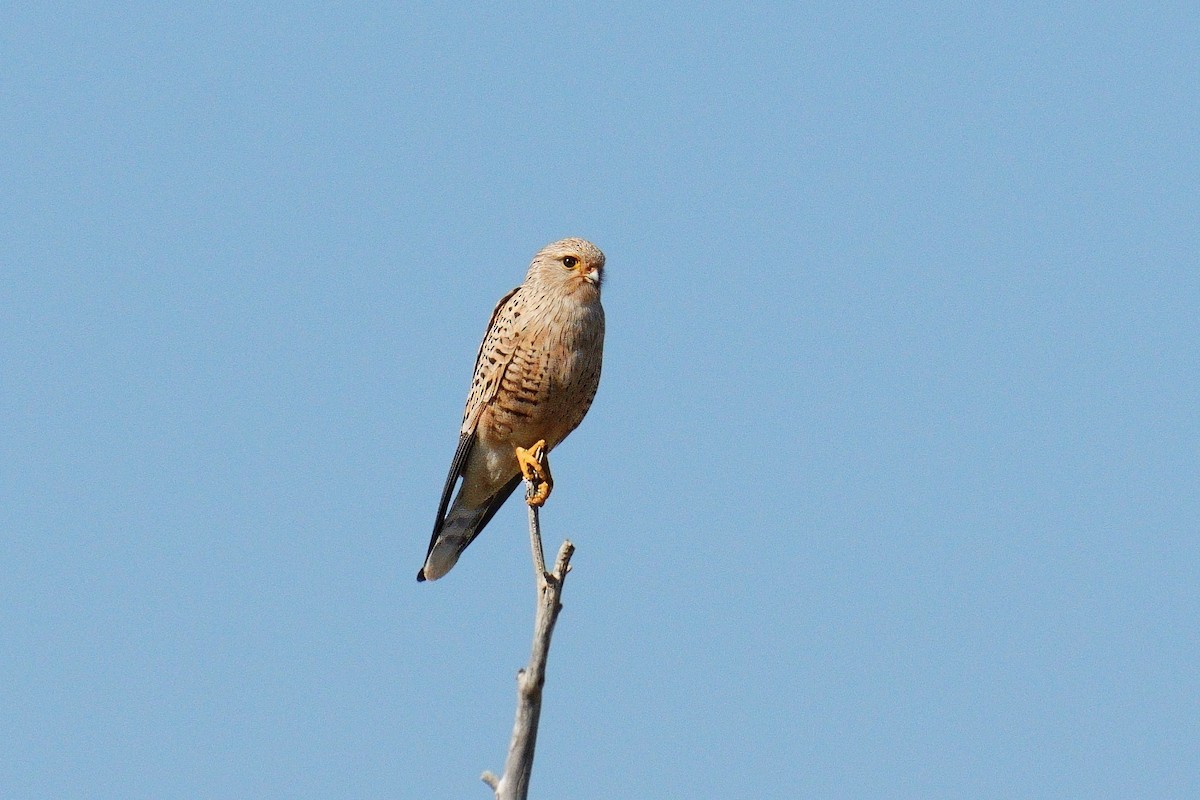 Greater Kestrel - ML640693631
