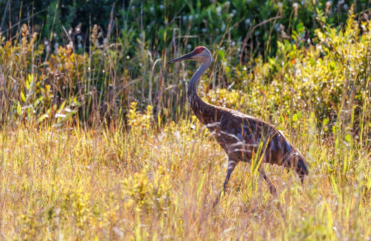 Sandhill Crane - ML640693639