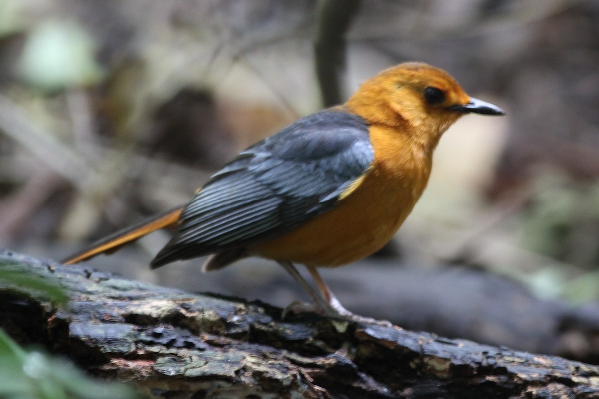 Red-capped Robin-Chat - ML640693654